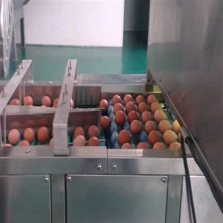 Egg Sorting Machine